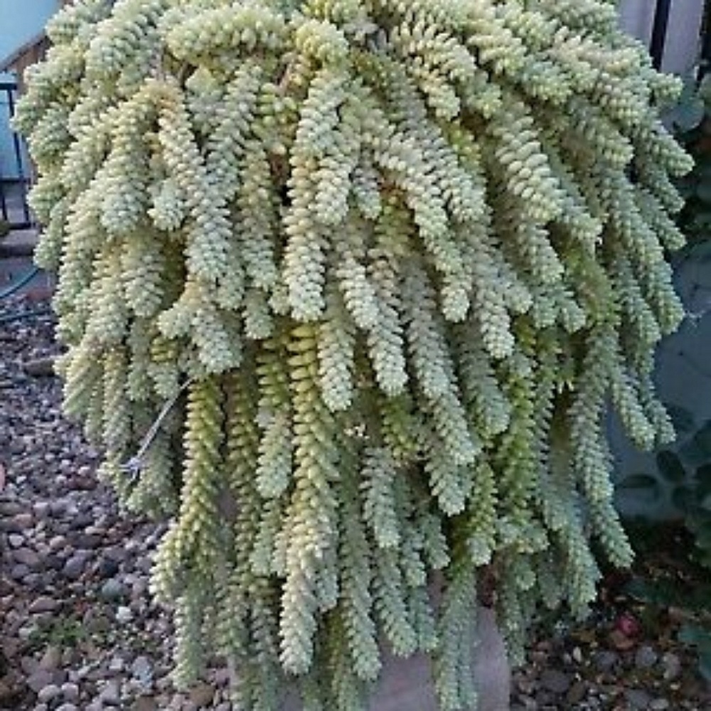 DONKEY  TAIL SUCCULENTS EXTRAVAGANZA  10 CUTTINGS